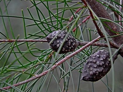 Hakea macraeana, photographed by Max Campbell