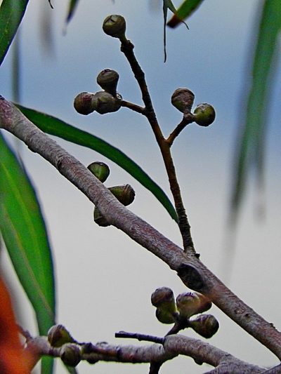 Eucalyptus smithii, photographed by Max Campbell