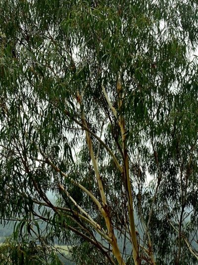 Eucalyptus smithii, photographed by Max Campbell
