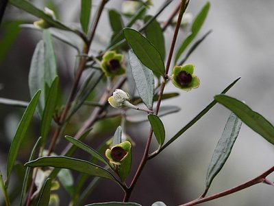 Beyeria lasiocarpa, photographed by Max Campbell