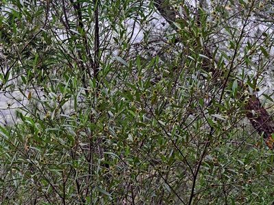 Beyeria lasiocarpa, photographed by Max Campbell