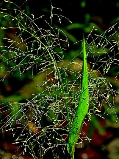 Panicum bisulcatum, photographed by Max Campbell