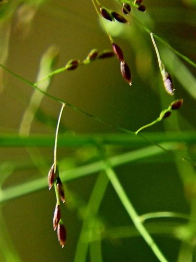 Panicum bisulcatum, photographed by Max Campbell