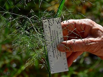 Panicum bisulcatum, photographed by Max Campbell