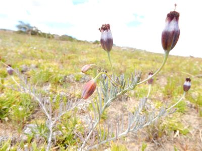 Porophyllum linaria, photographed by Carlos Martorell