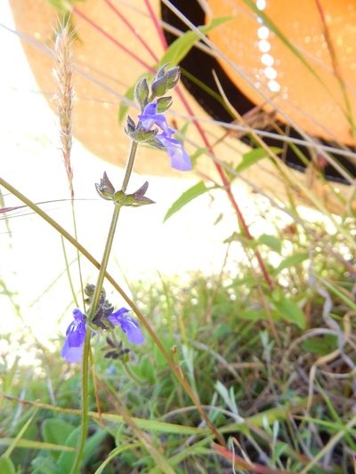 Salvia pusilla, photographed by Carlos Martorell