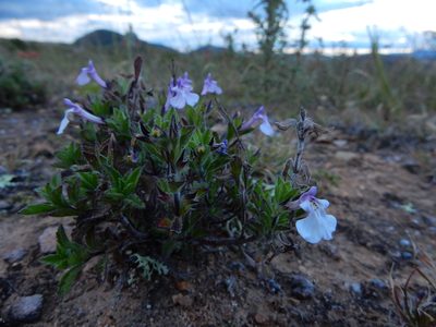 Salvia axillaris, photographed by Carlos Martorell