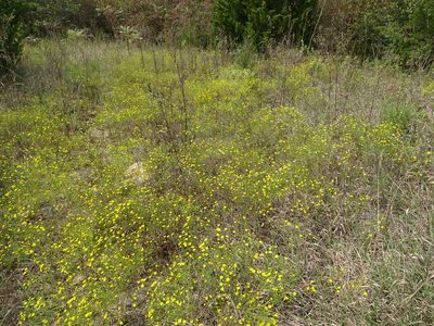 Gutierrezia dracunculoides, photographed by Thomas Koffel