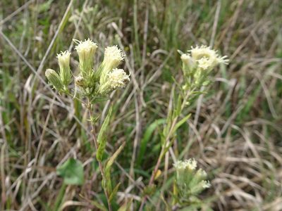 Brickellia eupatorioides, photographed by Thomas Koffel
