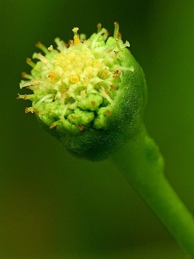 Leptinella longipes, photographed by Max Campbell