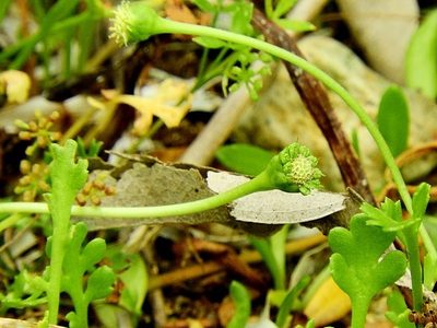 Leptinella longipes, photographed by Max Campbell