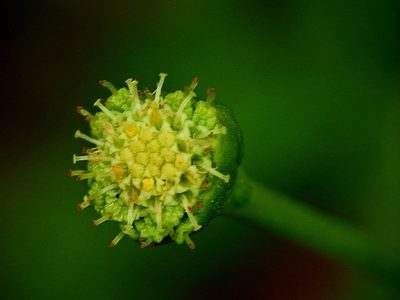Leptinella longipes, photographed by Max Campbell