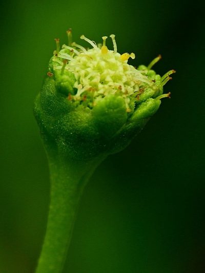 Leptinella longipes, photographed by Max Campbell