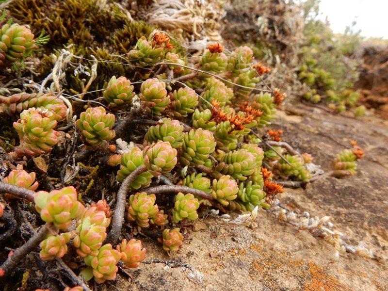 Sedum oaxacanum, photographed by Carlos Martorell