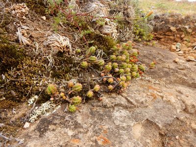 Sedum oaxacanum, photographed by Carlos Martorell