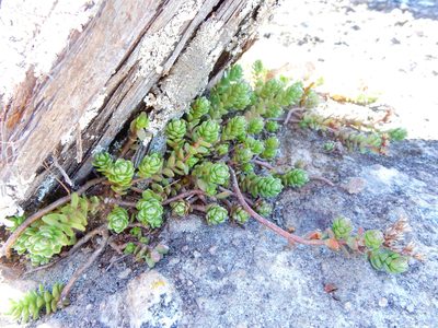Sedum oaxacanum, photographed by Carlos Martorell