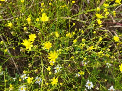 Gutierrezia dracunculoides, photographed by Thomas Koffel