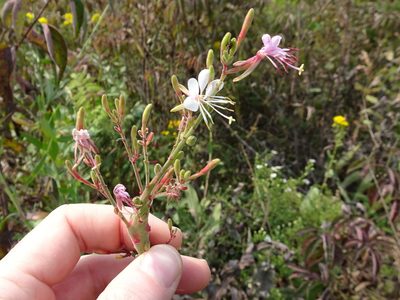 Oenothera filiformis, photographed by Thomas Koffel