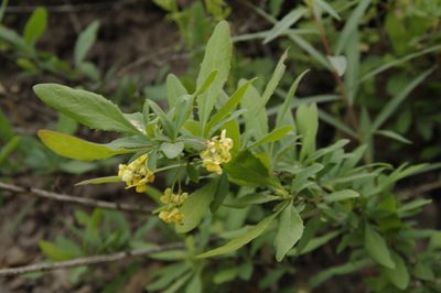 Berberis fendleri, photographed by Eric Knight