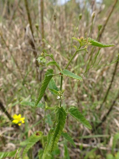 Tragia betonicifolia, photographed by Thomas Koffel