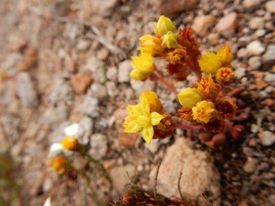Sedum oteroi, photographed by Carlos Martorell