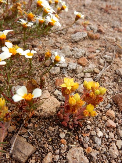 Sedum oteroi, photographed by Carlos Martorell