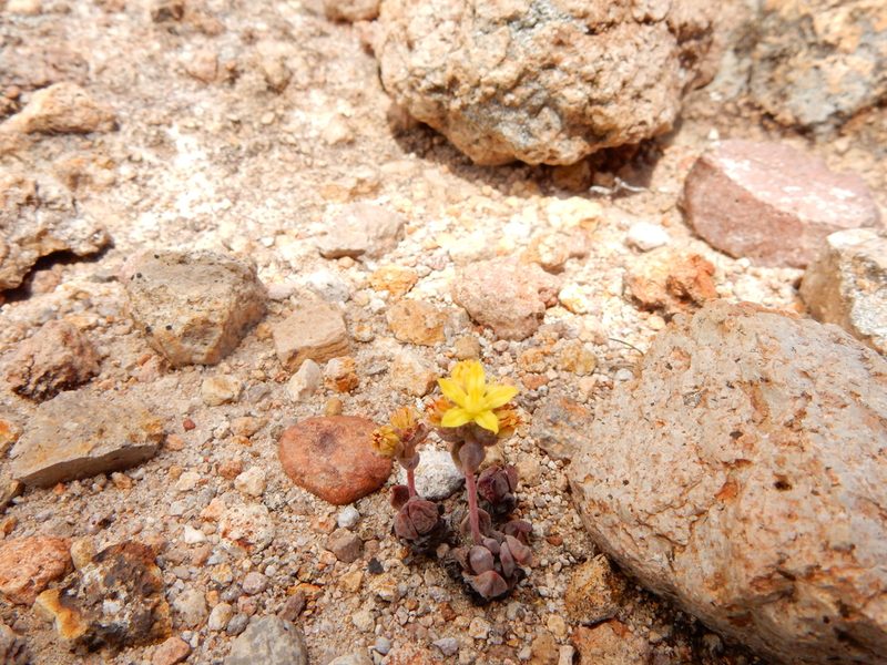 Sedum oteroi, photographed by Carlos Martorell
