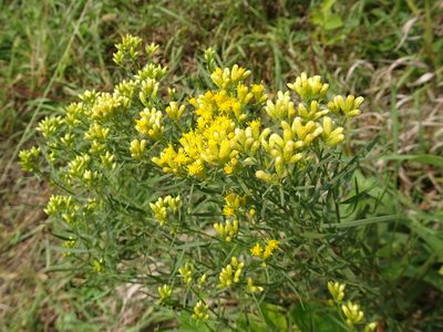 Euthamia gymnospermoides, photographed by Thomas Koffel