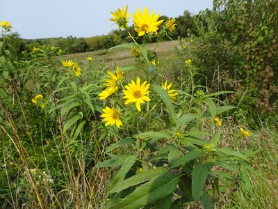 Helianthus grosseserratus, photographed by Thomas Koffel