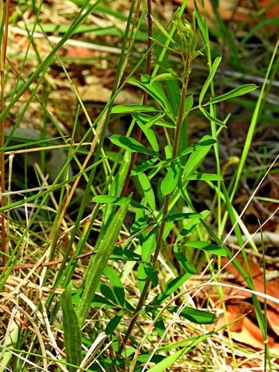 Lespedeza juncea, photographed by Max Campbell