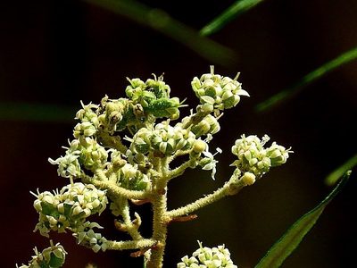 Astrotricha asperifolia, photographed by Max Campbell