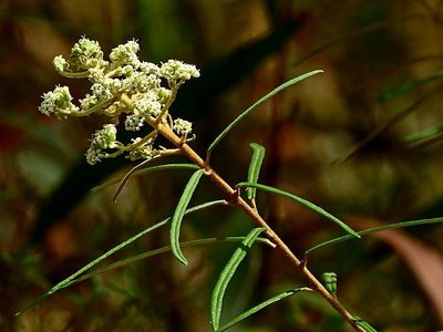 Astrotricha asperifolia, photographed by Max Campbell