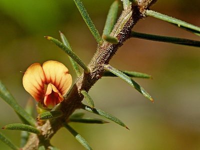 Daviesia acicularis, photographed by Max Campbell