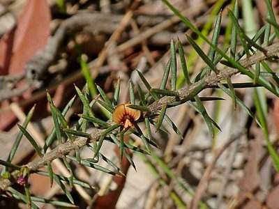 Daviesia acicularis, photographed by Max Campbell