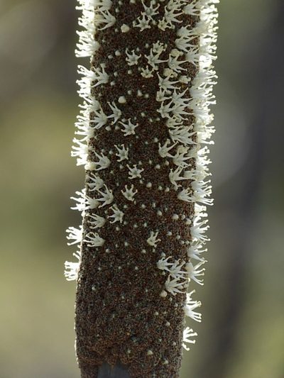 Xanthorrhoea concava, photographed by Max Campbell