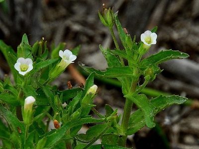 Gratiola pedunculata, photographed by Max Campbell