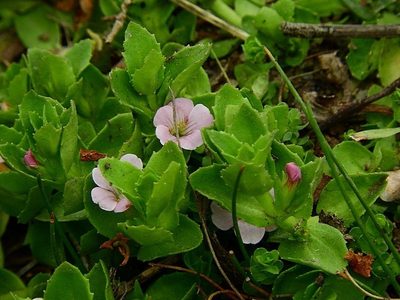 Gratiola peruviana, photographed by Max Campbell