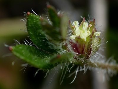 Xanthosia tasmanica, photographed by Max Campbell