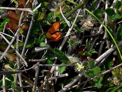 Xanthosia tasmanica, photographed by Max Campbell