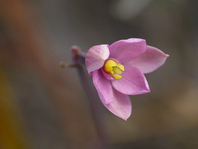 Thelymitra carnea, photographed by Max Campbell