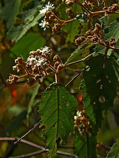 Androcalva rossii, photographed by Max Campbell
