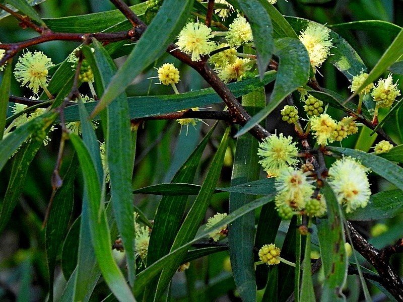 Acacia subporosa, photographed by Max Campbell