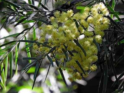 Acacia subporosa, photographed by Max Campbell