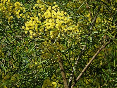 Acacia subporosa, photographed by Max Campbell