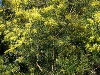 Acacia subporosa, photographed by Max Campbell
