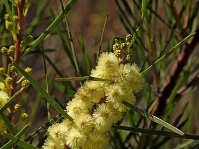 Acacia elongata, photographed by Max Campbell