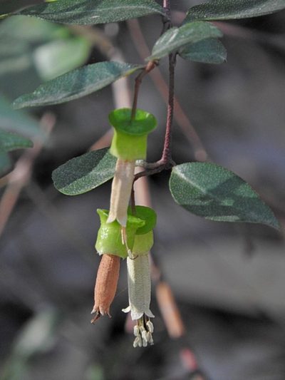 Correa bauerlenii, photographed by Max Campbell