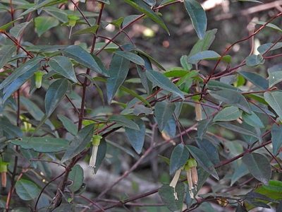 Correa bauerlenii, photographed by Max Campbell