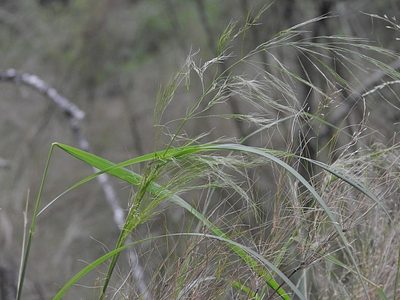 Austrostipa ramosissima, photographed by Max Campbell