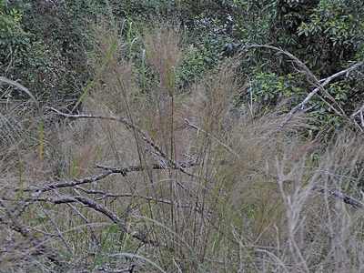Austrostipa ramosissima, photographed by Max Campbell